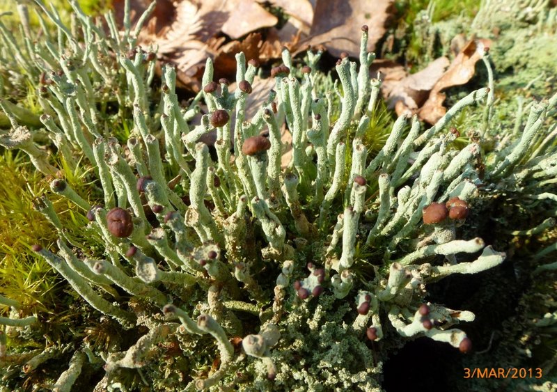 Lichens forestiers 3.3.2013 073